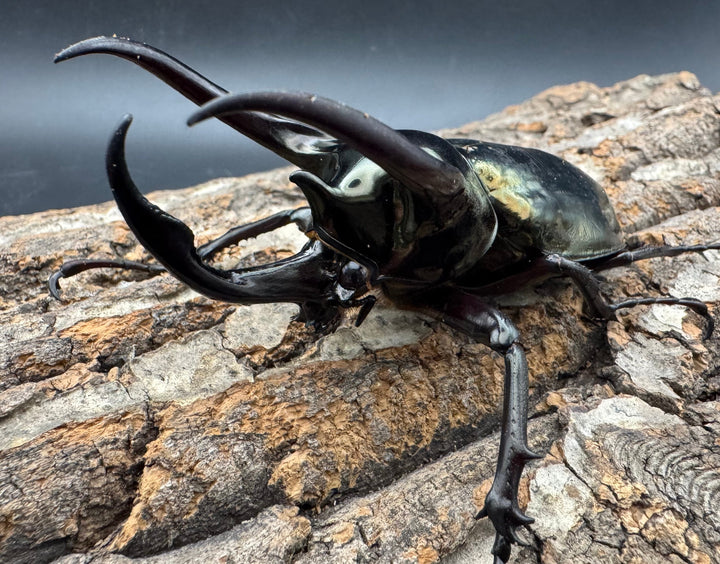 【WD】《ミンダナオアトラスオオカブト 95.5mm ペア》