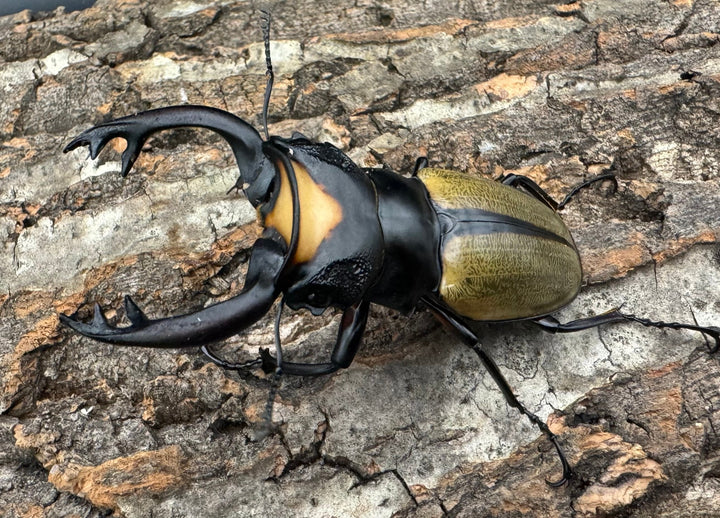 【WD】《ラコダールツヤクワガタ 73mm ペア》