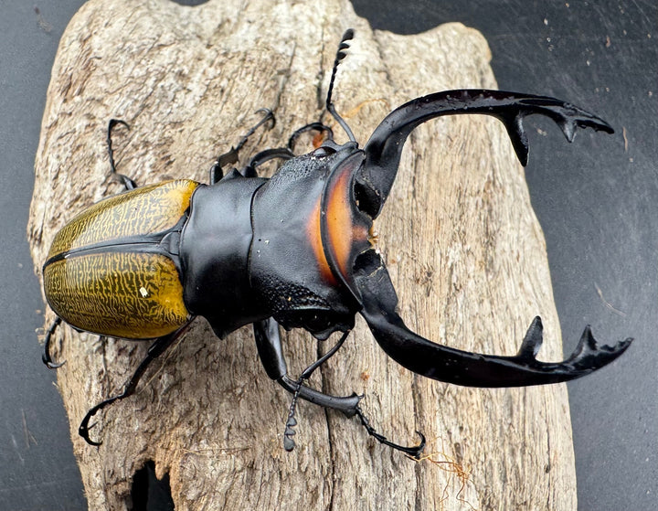 【WD】《スペクタビリスツヤクワガタ 76mm ペア》