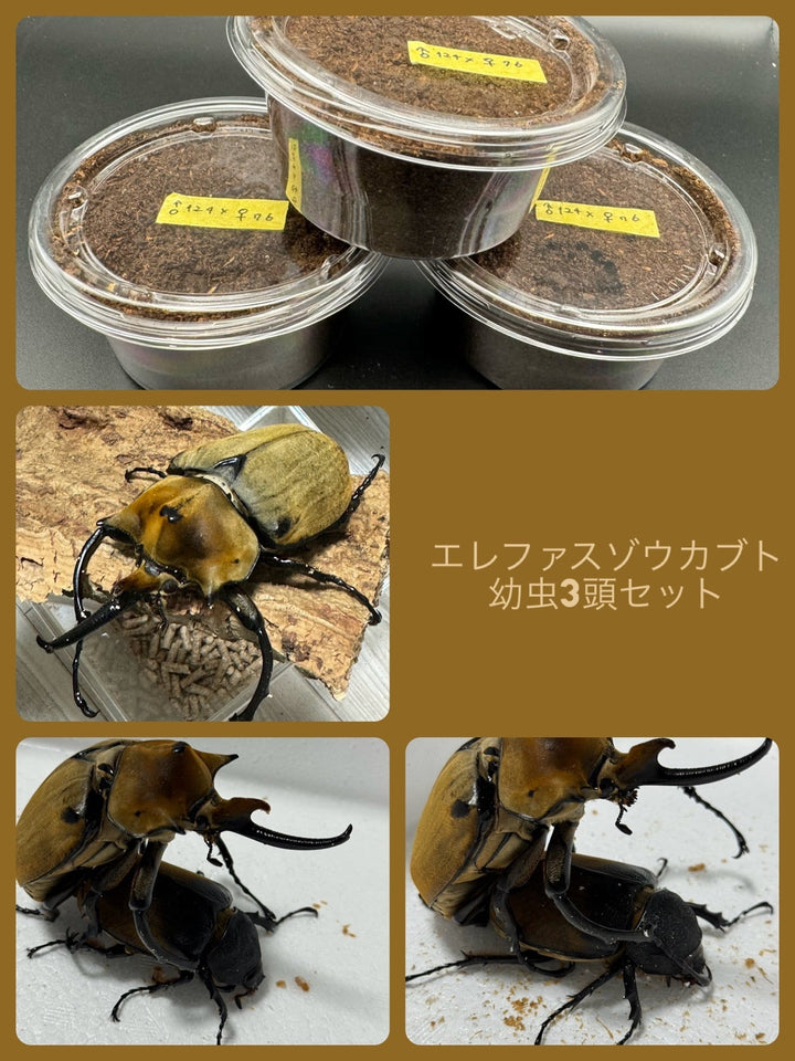 種親大型《エレファスゾウカブト 幼虫3頭セット》