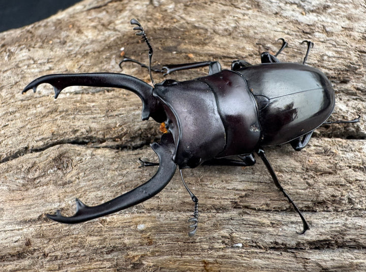 【WD】《ブッダノコギリ フィリピン北部亜種 45.5mm ペア》