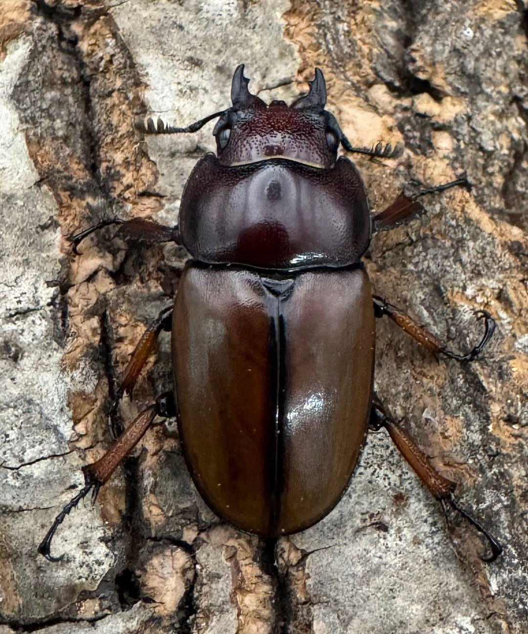 【WD】《アスタコイデスノコギリ ベンクール産 65mm ペア》