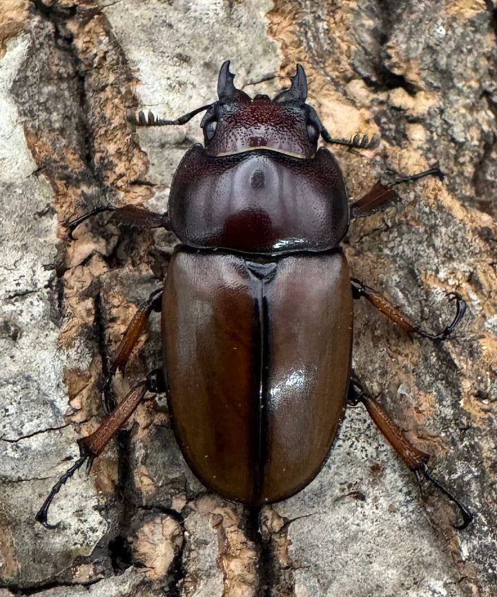 【WD】《アスタコイデスノコギリ ベンクール産 65mm ペア》