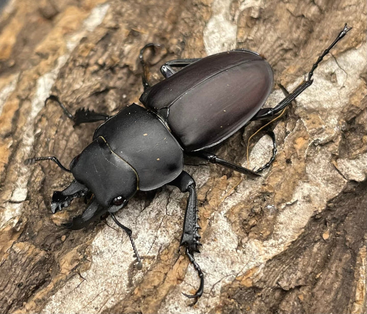 【WD】《チュウゴクマルバネクワガタ原名亜種 35mm ペア》