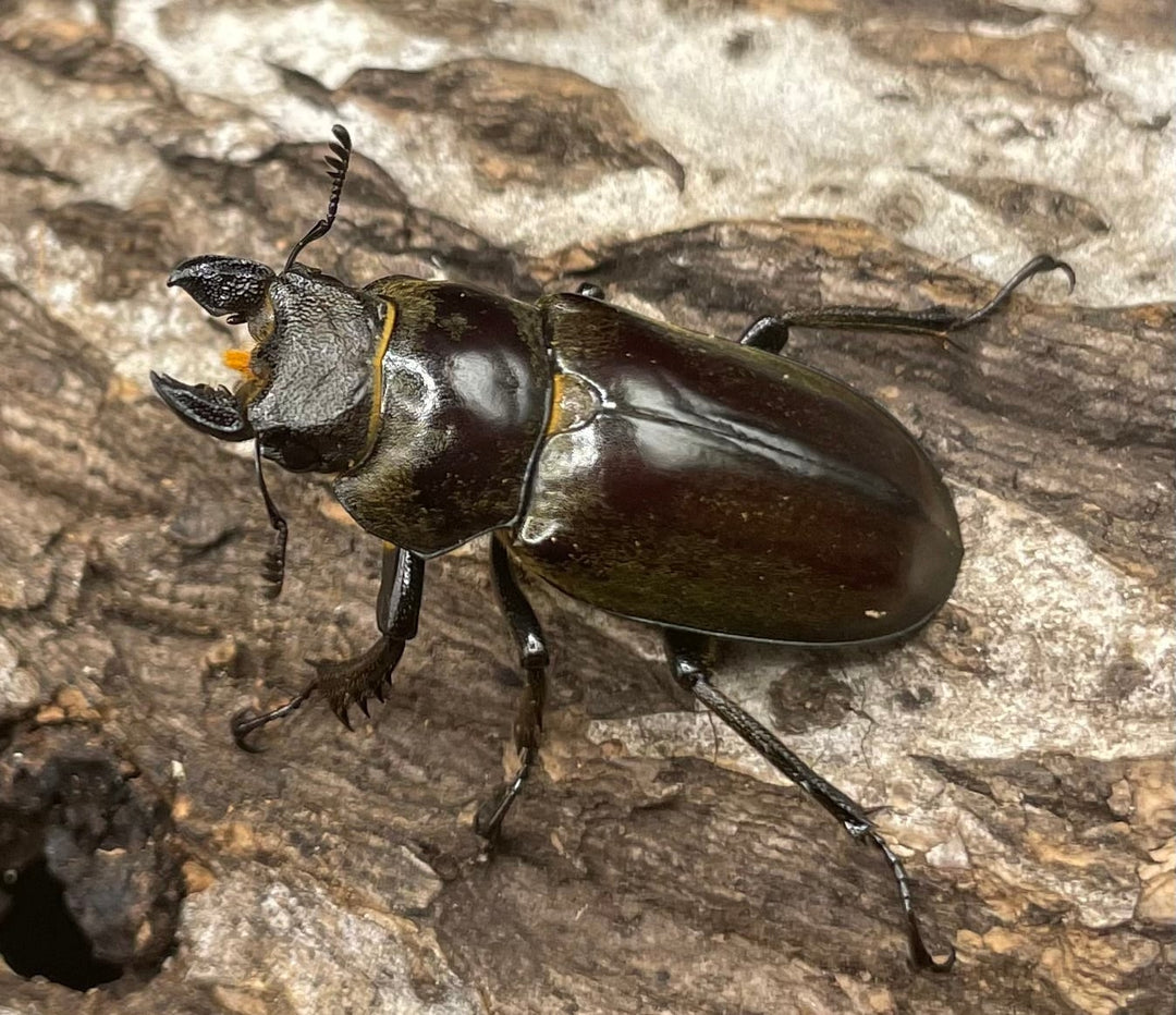 【WD】超貴重《ディルクミヤマクワガタ 50mm ペア》