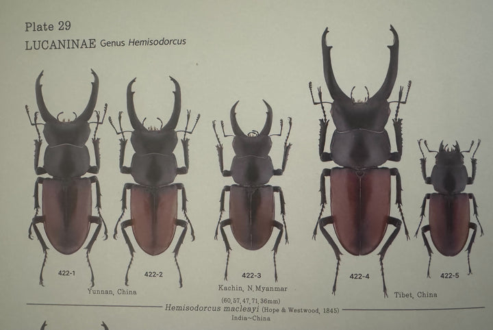 【WD】《マクレイコクワ 58mm ♂♀♀トリオ》