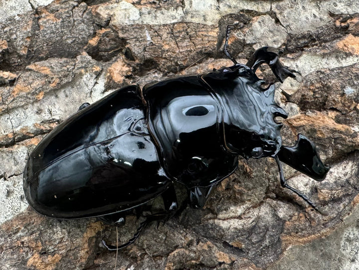 《タランドゥスオオツヤクワガタ 78mm ペア》