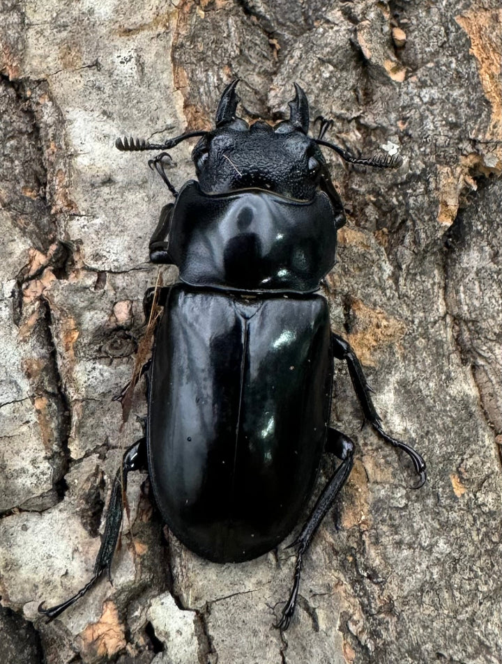 【WD】《セアカフタマタ（パリーフタマタ） 70mm ペア》