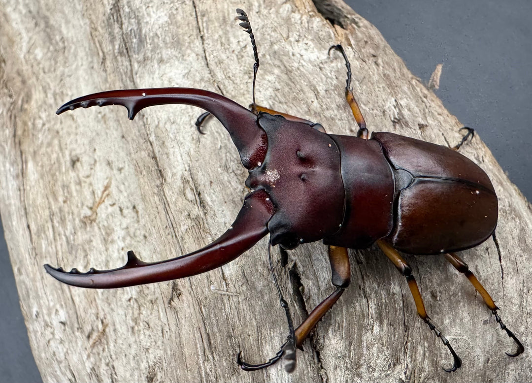 【WD】《アスタコイデスノコギリ ベンクール産 62mm ペア》