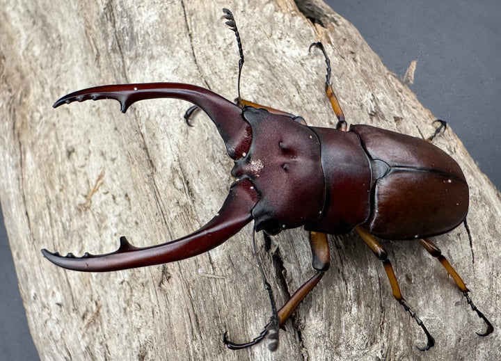 【WD】《アスタコイデスノコギリ ベンクール産 62mm ペア》