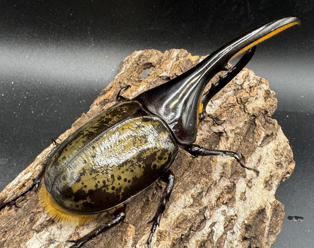 《ヘラクレス・ヘラクレス 125mm ペア》