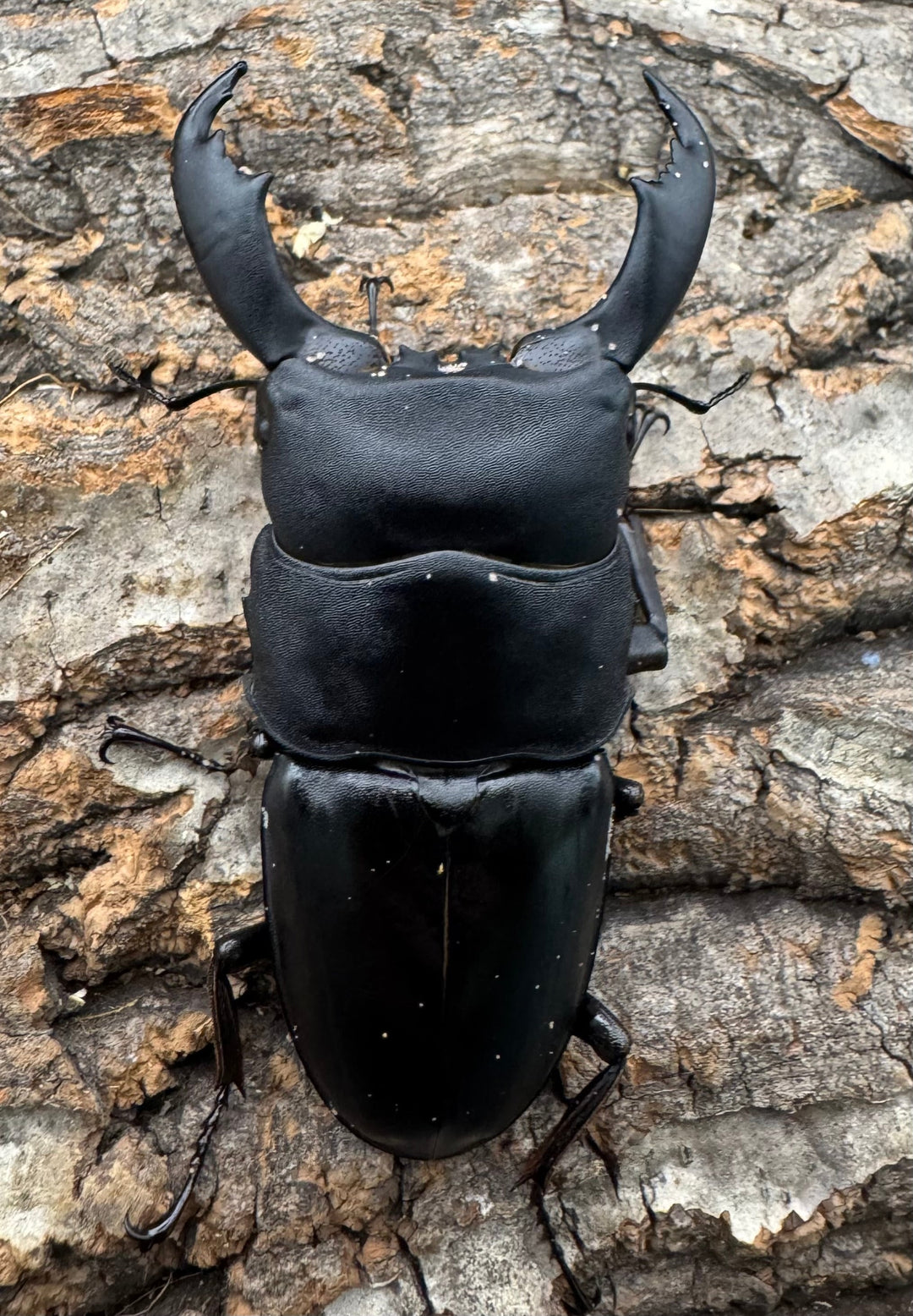 【WD】《西ペレンオオヒラタ（スラウェシオオヒラタクワガタ） 80mm ペア》