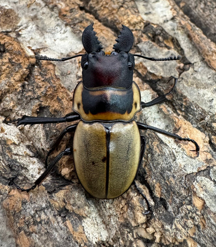 【WD】《ブルークツヤクワガタ 38mm ペア》