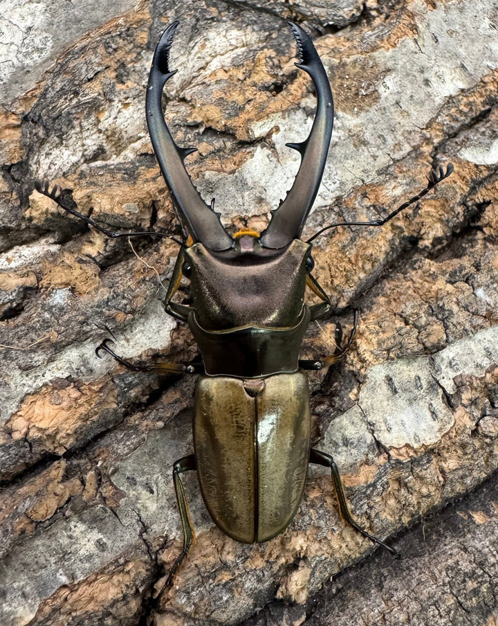 【WD】《モンタネルスホソアカクワガタ 63mm ペア》