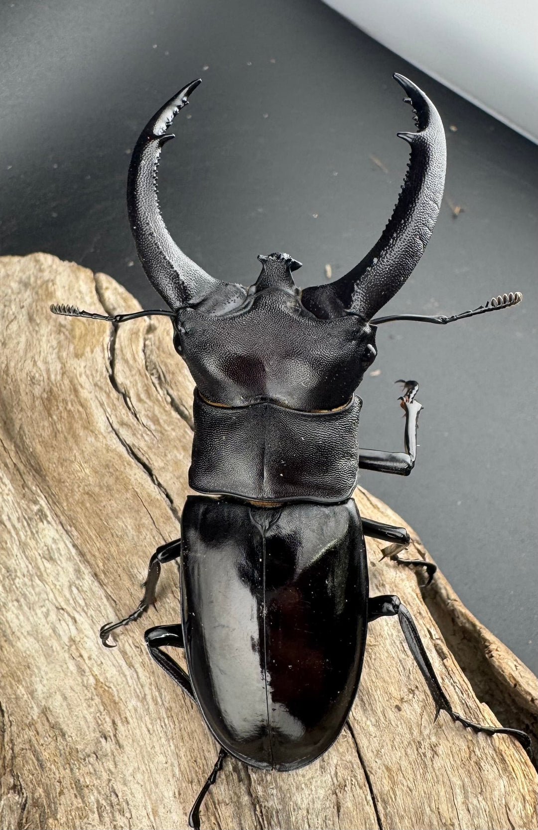 【WD】《リノケロスフタマタ 86mm ペア》