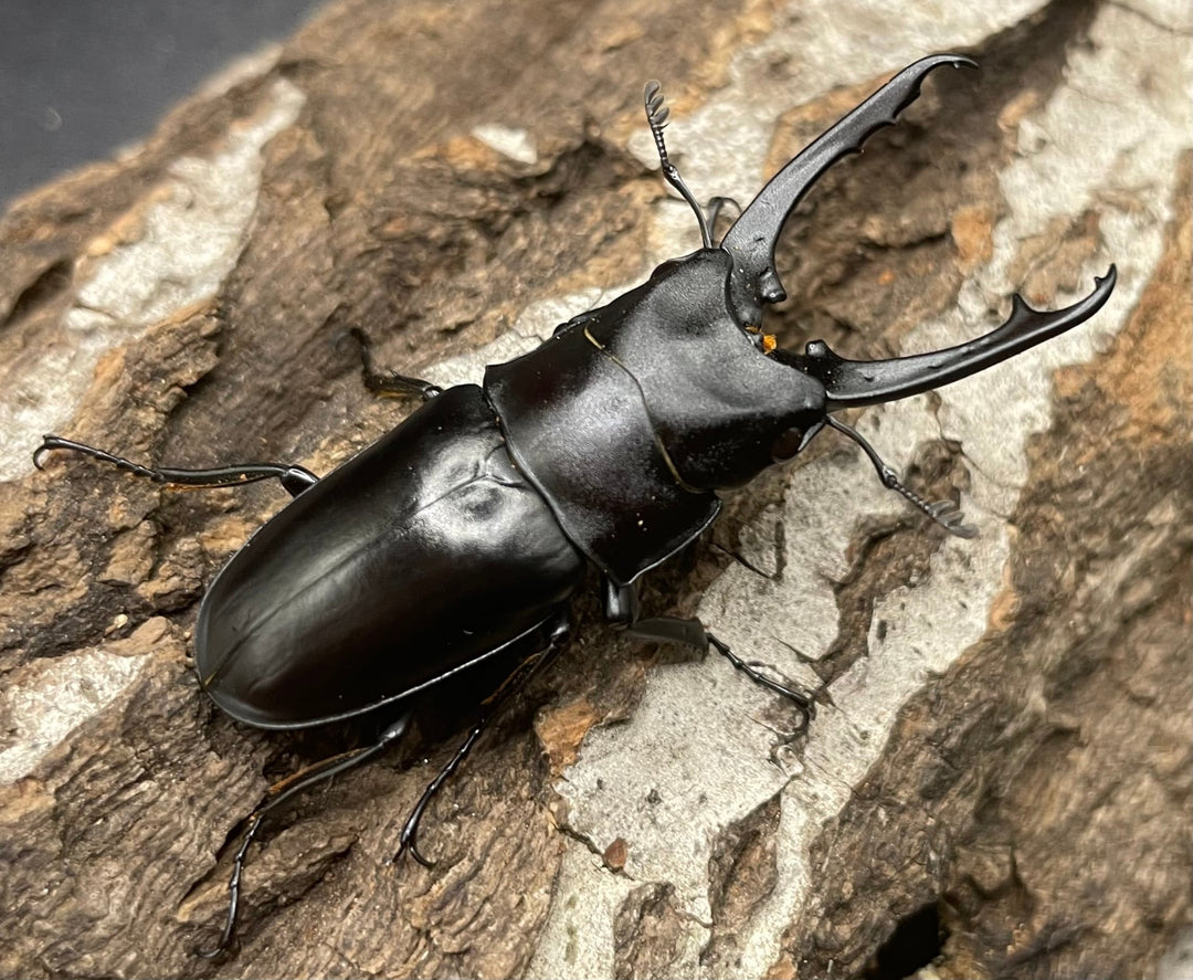 【WD】貴重種《ポレクトゥスノコギリクワガタ 48.5mmUP ペア》