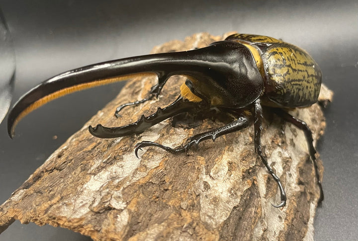 《ヘラクレス・ヘラクレス 128mm ペア》