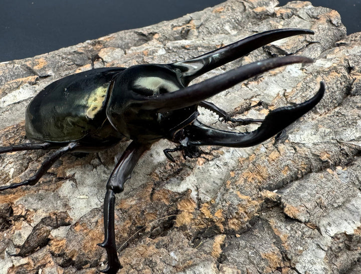 【WD】《ミンダナオアトラスオオカブト 90mm ペア》