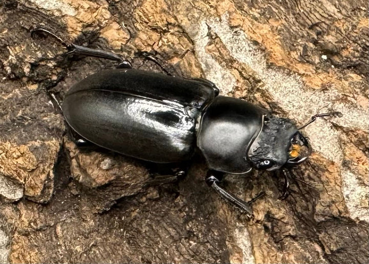 【WD】《ドルクス タオ 29mm ペア》