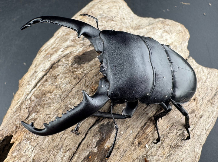 【WD】《パラワンオオヒラタ 87mm ペア》