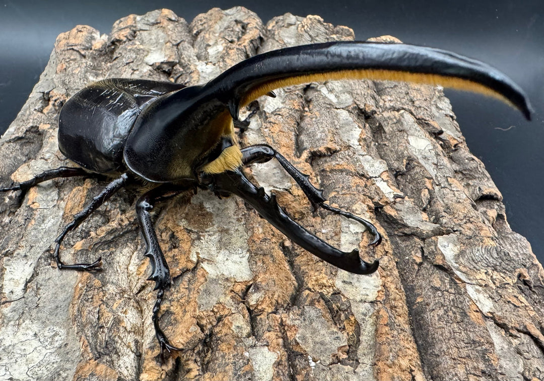 《ヘラクレス・ヘラクレス 145mm ペア》