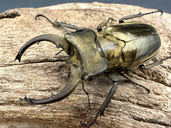 【WF1】《ロンドミヤマクワガタ 56mm ペア》