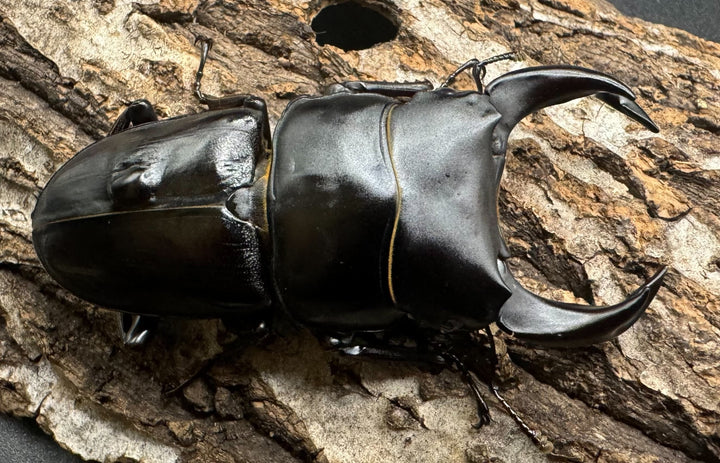 《ホペイオオクワ JS 72mm A'品ペア》