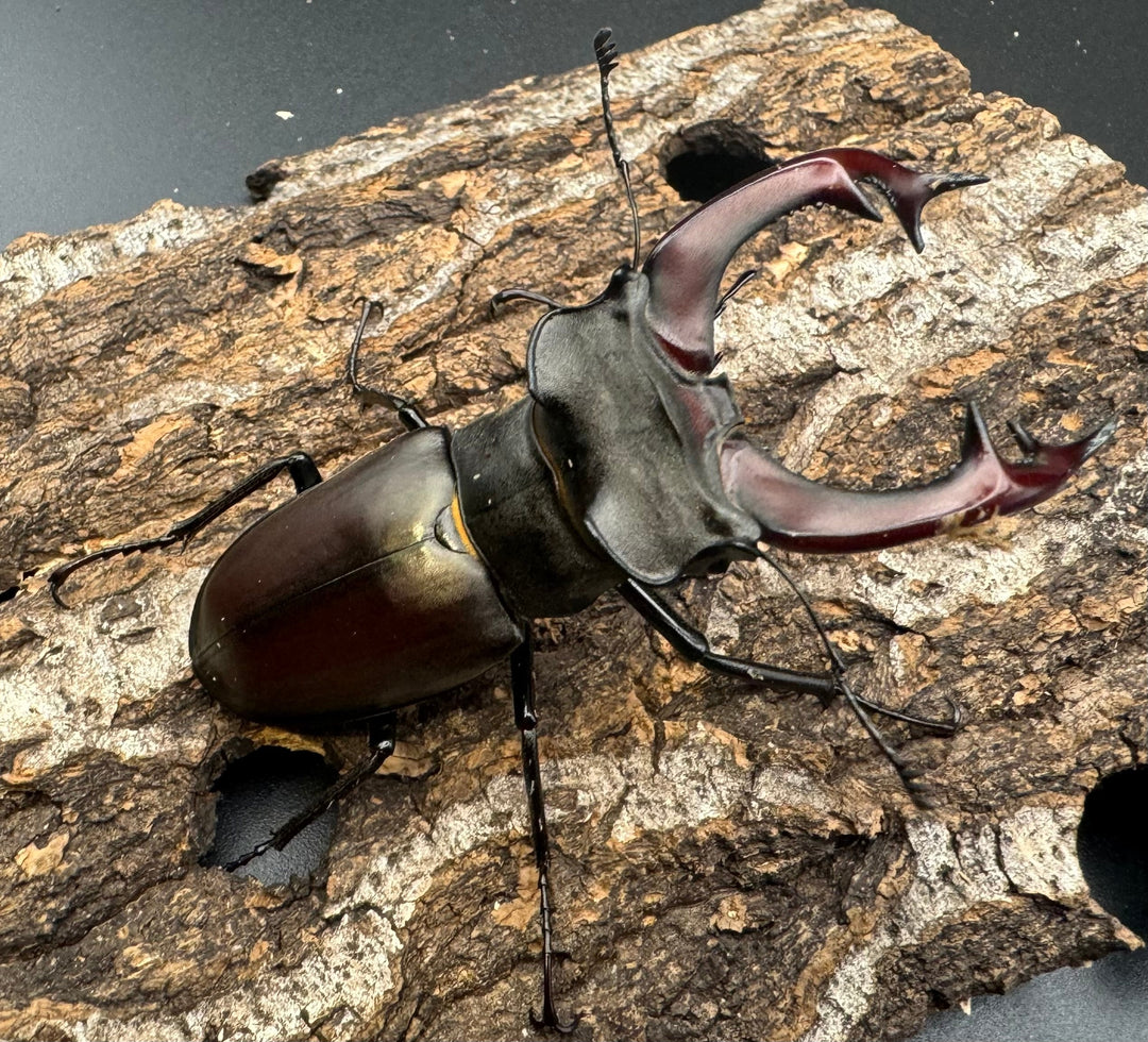 即ブリ《ヨーロッパミヤマ（ケルブスミヤマ） 72mm ペア》