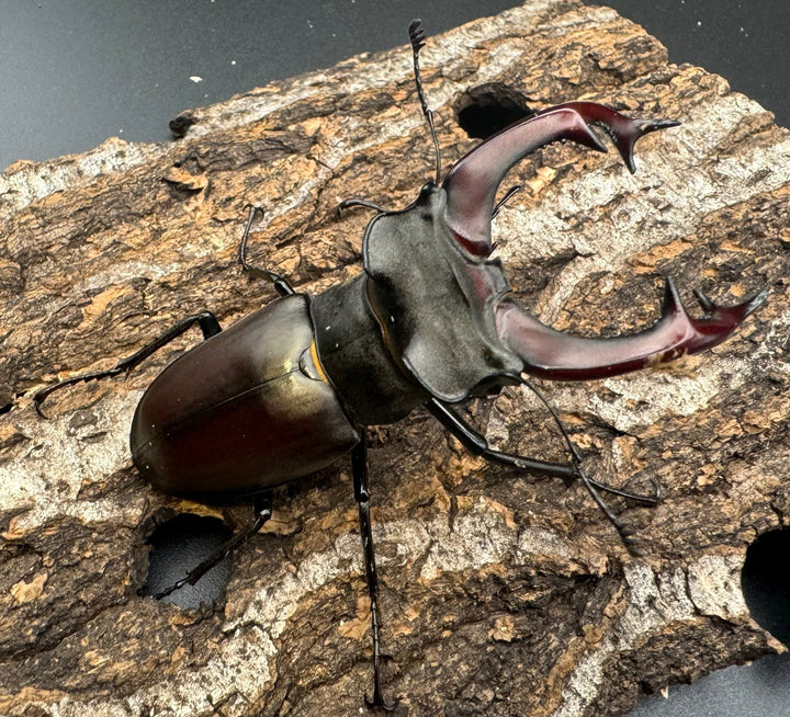 即ブリ《ヨーロッパミヤマ（ケルブスミヤマ） 72mm ペア》