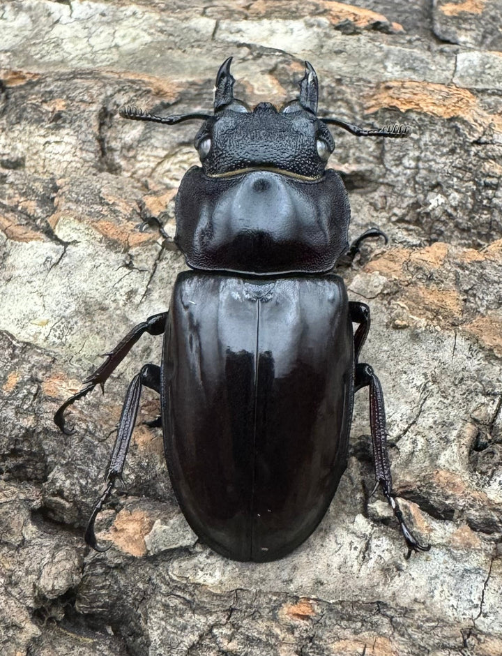 《マンディブラリスフタマタ原名亜種 サバ産 ホワイトアイ 93mm ペア》
