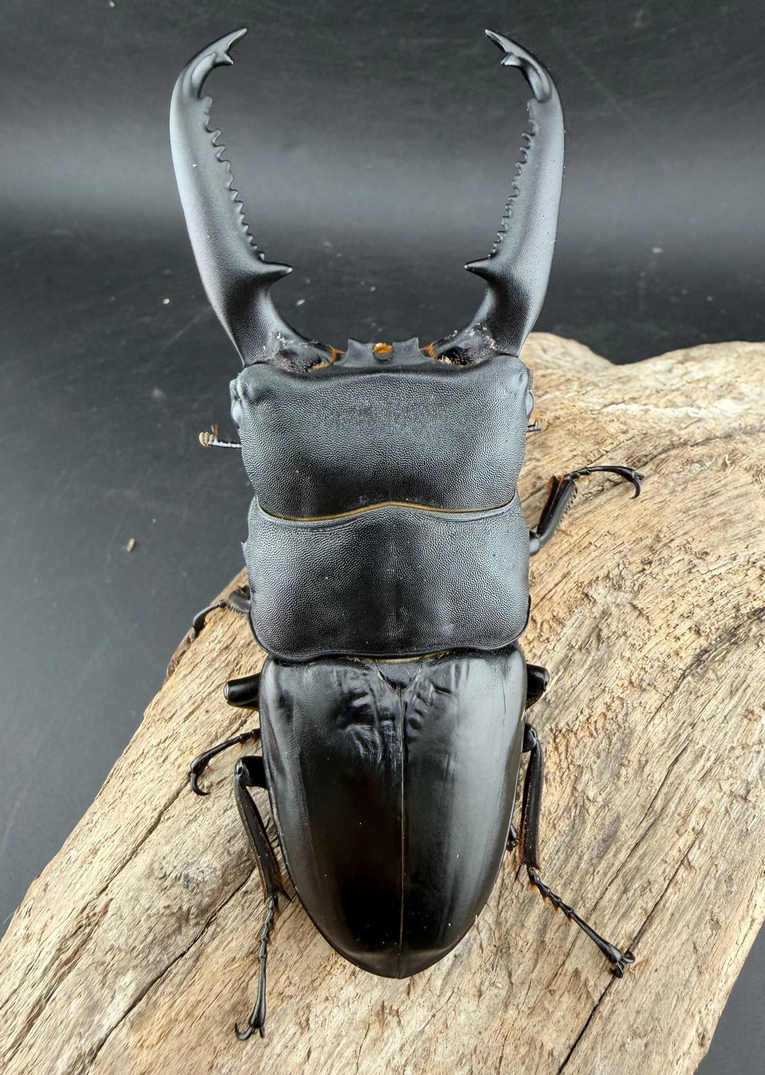 《パラワンオオヒラタ マンタリンガハン産 102mm ペア》