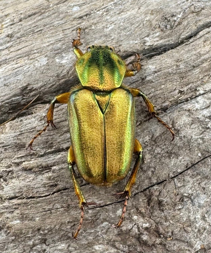 《ホソカブトハナムグリ ペア》②