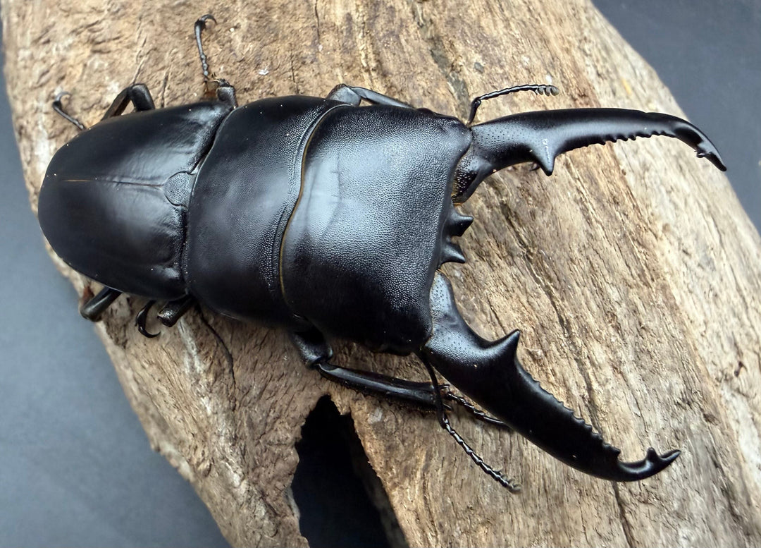 《ツシマヒラタクワガタ 75.5mm ペア》