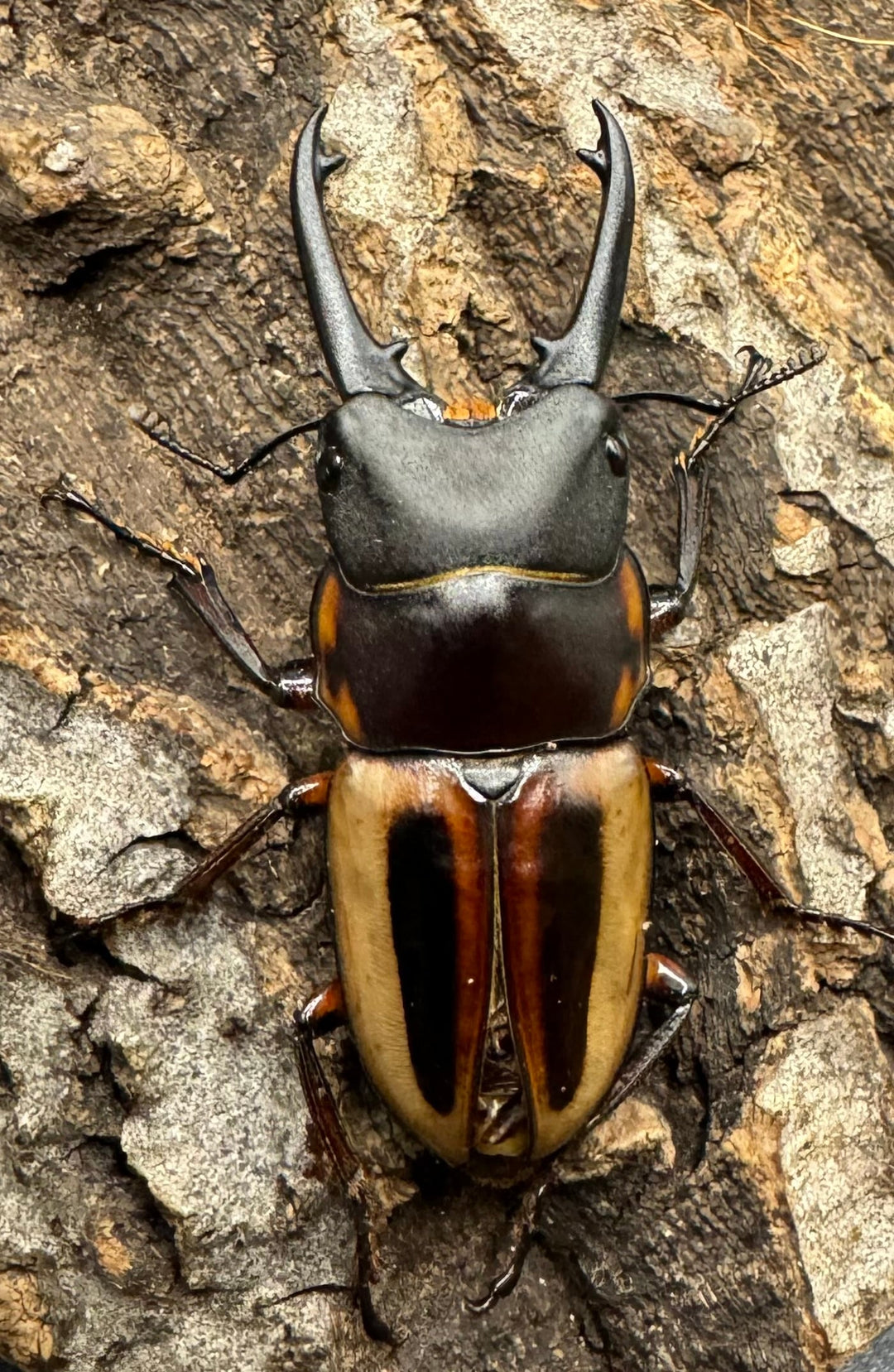 《ラテラリスノコギリ亜種マイリーン 45mm ♂単B品》