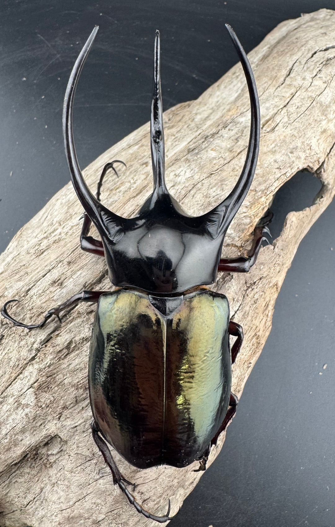 【WD】美形《ジャワコーカサスオオカブト 107mm ペア》