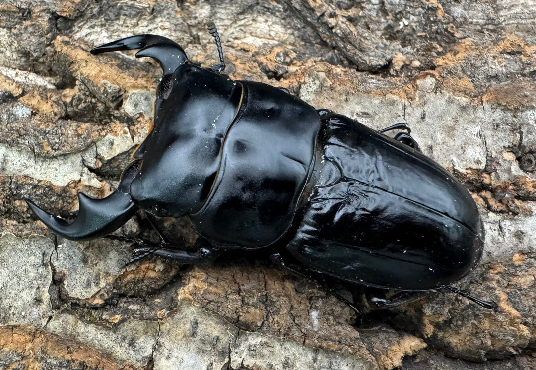 《インドアンタエウス タイガーヒル産 70.5mm ペア》