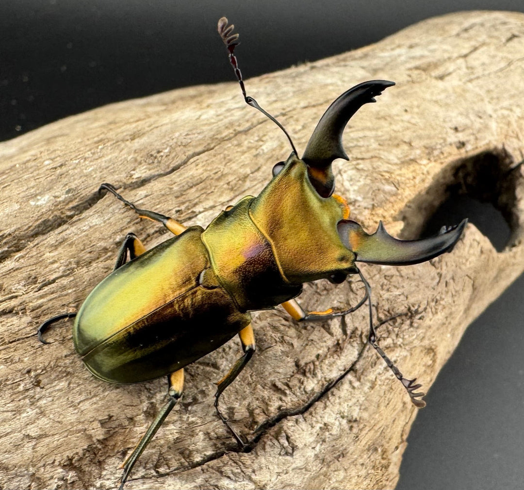 《エラフスホソアカ 42.5mm ペア》