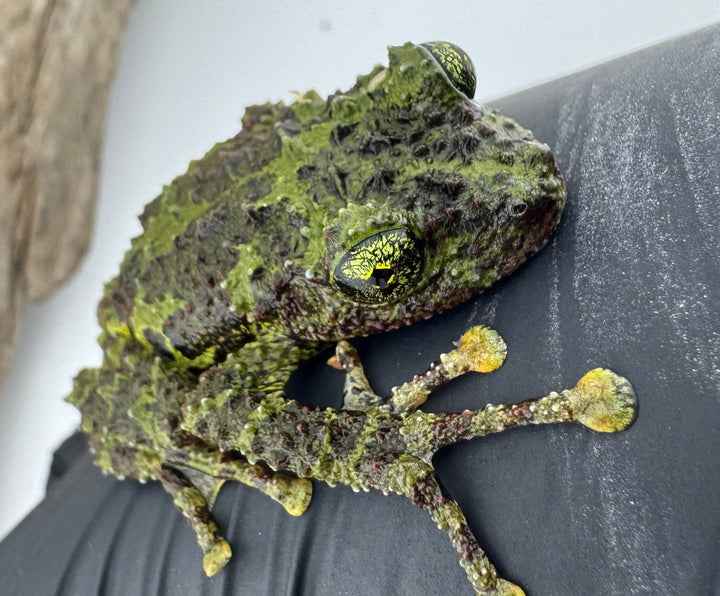 【WC】《コガタコケガエル アダルト ペア》