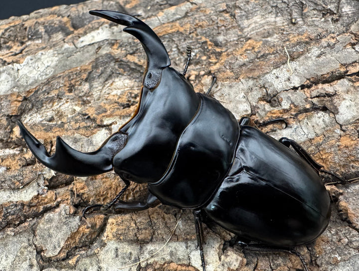 《インドアンタエウス サディア産 78mm ペア》