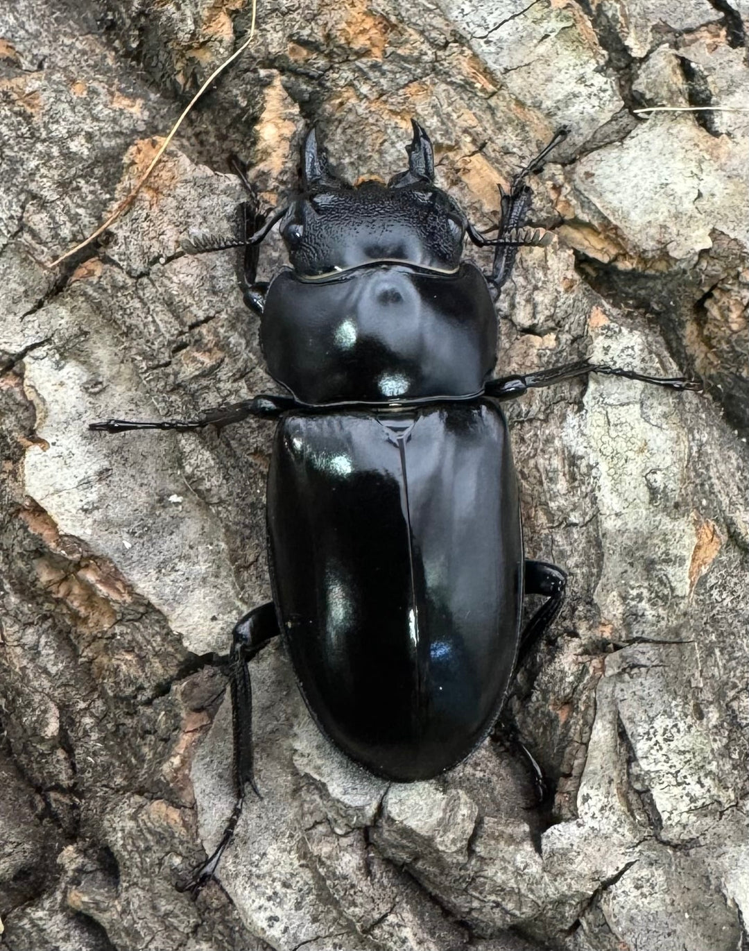 《フォルスターフタマタ亜種ニシ 75.5mm ♂♀♀トリオ》