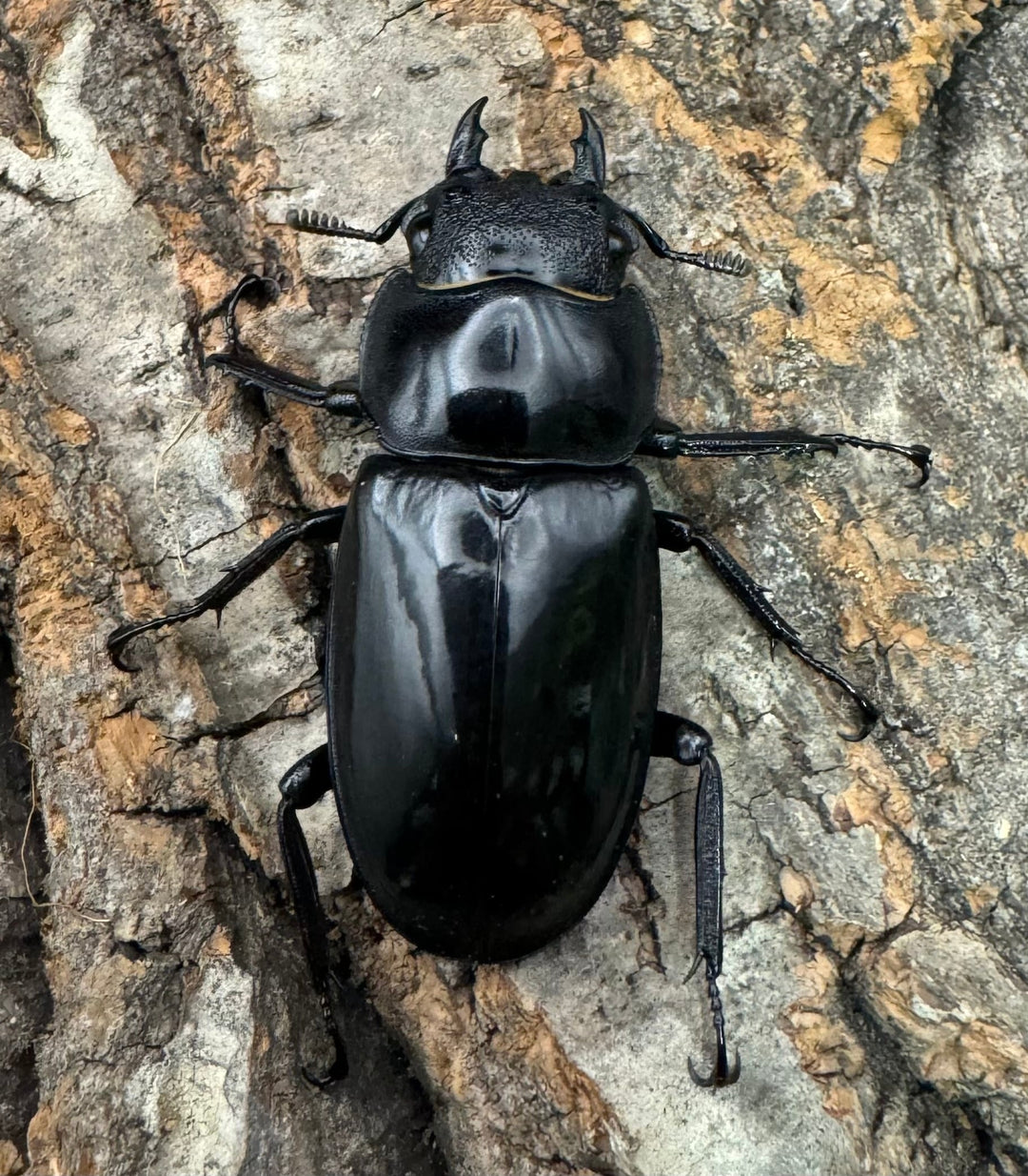 【WD】《マンディブラリスフタマタ 98mm A’品ペア》