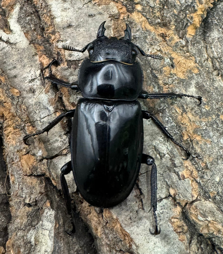 【WD】《マンディブラリスフタマタ 98mm A’品ペア》