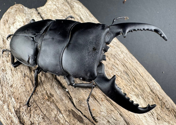 【WD】《パラワンオオヒラタ バタラザ産 92mm ペア》