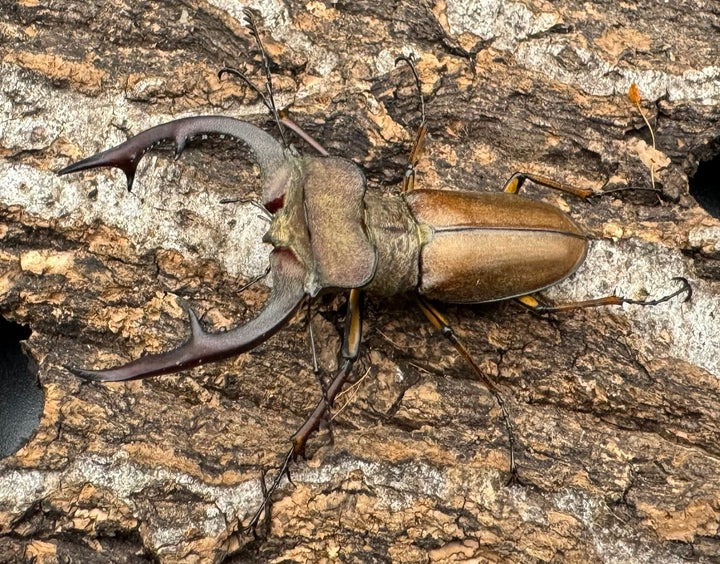 【WD】《フォルモサスミヤマクワガタ 52mm ペア》