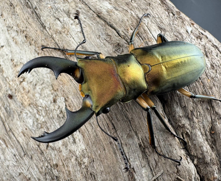 《エラフスホソアカ 48.5mm ペア》