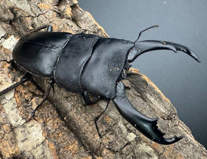 【WD】《北カマリネスヒラタ 86mm ♂単》