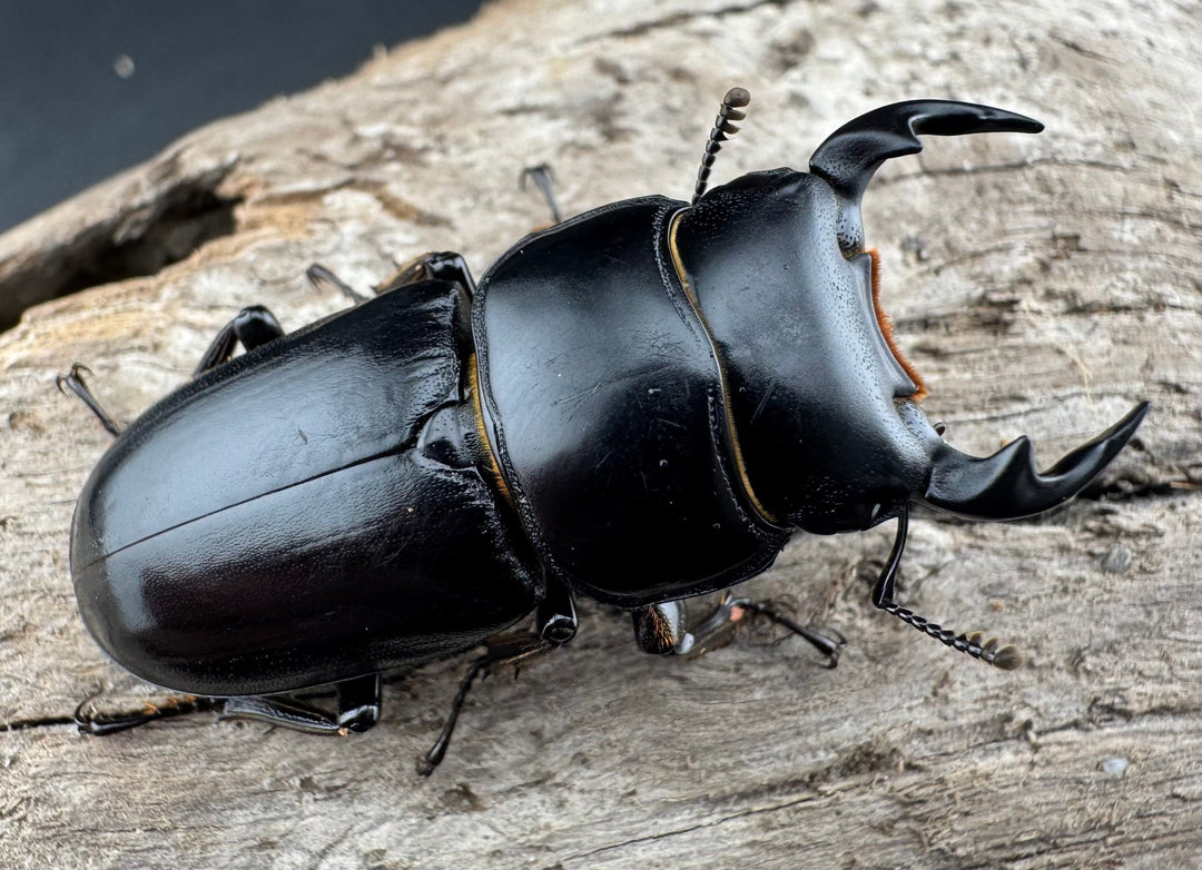 【WD】《ドルクスヤクシャ原名亜種 チベット産 41mm ♂♀♀トリオ》