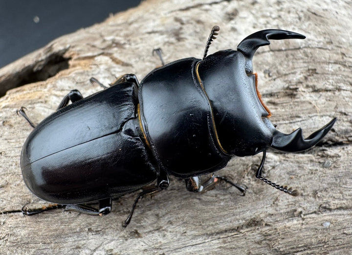 【WD】《ドルクスヤクシャ原名亜種 チベット産 41mm ♂♀♀トリオ》