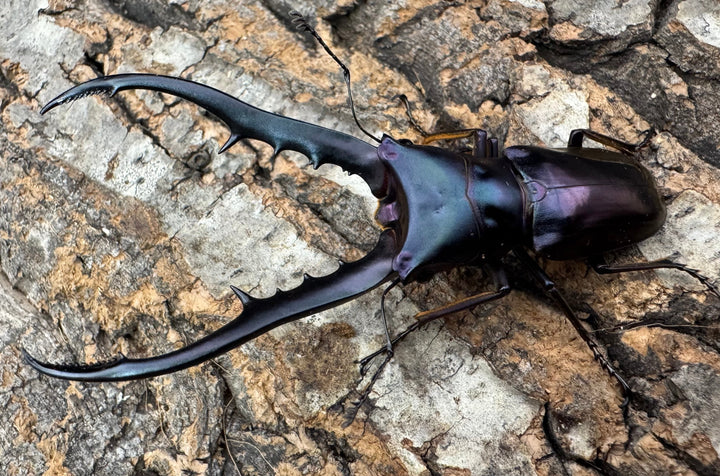 【美麗】《メタリフェルホソアカ 74mm ペア》わたくわ氏ブリード個体