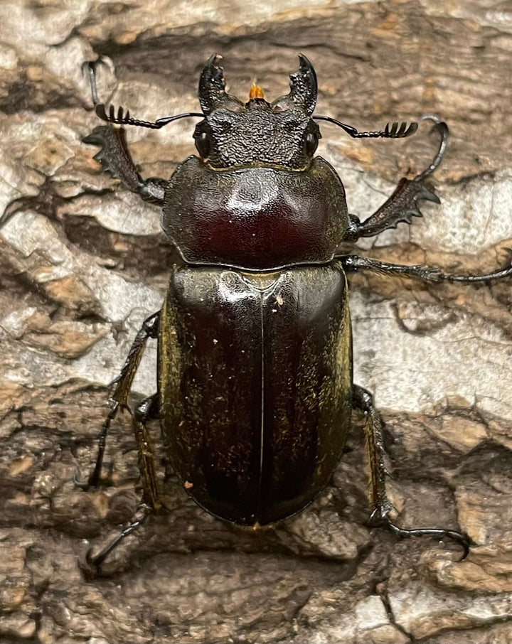 【WD】《ビクトリウスミヤマクワガタ 56mm ペア》